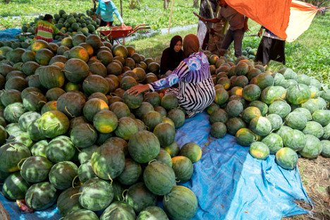 GROSSISTE ADJAME🍉 Pastèque Fraîche Premium – Vente en Gros